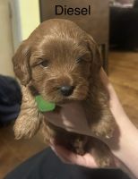 Cavapoo Puppies for sale in Atglen, PA, USA. price: $2,800