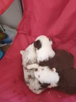 Cavapoo Puppies for sale in Madisonville, TN 37354, USA. price: $1,200