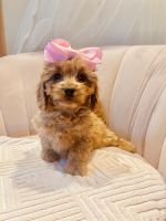Cavapoo Puppies for sale in Springfield, MO, USA. price: $600