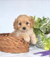 Cavapoo Puppies for sale in Secaucus, New Jersey. price: $1,200