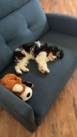 Cavapoo Puppies for sale in Germantown, Tennessee. price: $800