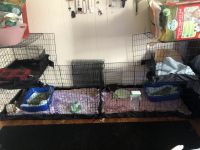 Cavy Rodents for sale in Waynesboro, PA 17268, USA. price: NA