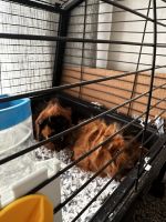 Cavy Rodents for sale in Raleigh, NC, USA. price: $200