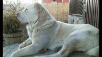 Central Anatolian Shepherd Puppies for sale in Anchorage, AK, USA. price: NA