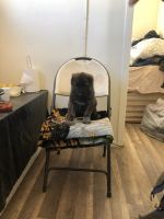 Central Asian Shepherd Puppies for sale in North Hollywood, CA 91605, USA. price: NA