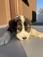 Central Asian Shepherd Puppies for sale in West Haven, UT, USA. price: NA
