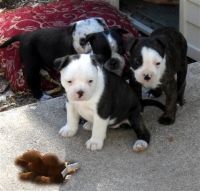 Cesky Terrier Puppies Photos