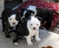 Cesky Terrier Puppies for sale in Los Angeles, CA, USA. price: NA