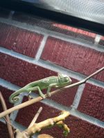 Chameleon Reptiles for sale in Boise, ID, USA. price: NA