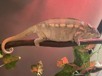 Chameleon Reptiles for sale in Asheboro, NC, USA. price: NA