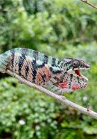 Chameleon Reptiles for sale in Sanford, FL, USA. price: $160