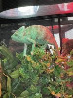 Chameleon Reptiles for sale in Elk Grove, CA 95757, USA. price: $250