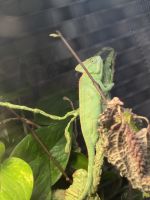 Chameleon Reptiles for sale in Atlanta, GA, USA. price: $200
