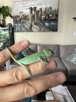 Chameleon Reptiles for sale in Long Beach, California. price: $35