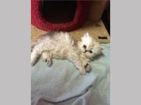 Chantilly/Tiffany Cats for sale in Berkeley, CA, USA. price: NA