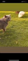 Chartreux Cats Photos