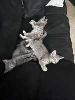 Chartreux Cats for sale in Bakersfield, CA, USA. price: NA
