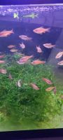 Cherry Barb Fishes Photos