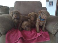 Chesapeake Bay Retriever Puppies for sale in Sauk Centre, MN 56378, USA. price: NA