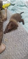 Chesapeake Bay Retriever Puppies for sale in Newburgh, IN 47630, USA. price: NA