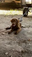 Chesapeake Bay Retriever Puppies for sale in Gainesville, MO 65655, USA. price: NA