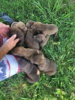 Chesapeake Bay Retriever Puppies for sale in Norwood, NC 28128, USA. price: NA
