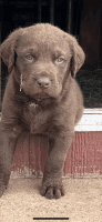 Chesapeake Bay Retriever Puppies for sale in Howardwick, TX 79226, USA. price: NA