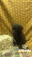 Chesapeake Bay Retriever Puppies for sale in Woodstock, IL 60098, USA. price: NA