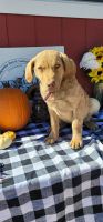 Chesapeake Bay Retriever Puppies for sale in 58 Cowan Rd, Bailey, CO 80421, USA. price: NA