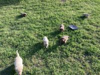 Chesapeake Bay Retriever Puppies for sale in Royse City, Texas. price: $1,500