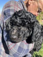 Chessie Doodle Puppies for sale in Filer, ID 83328, USA. price: NA