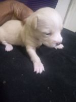Chiapom Puppies for sale in S Richland Ave, York, PA, USA. price: NA