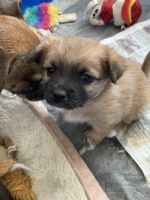 Chiapom Puppies for sale in Big Sandy, MT 59520, USA. price: NA