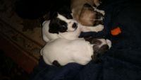 Chiapom Puppies for sale in Groton, NY 13073, USA. price: NA
