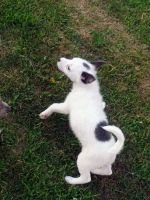 Chiapom Puppies for sale in Massillon, OH, USA. price: NA