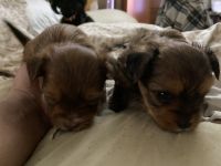 Chiapom Puppies for sale in Brooklyn, NY, USA. price: NA