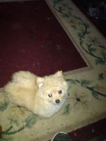 Chiapom Puppies for sale in Potosi, WI 53820, USA. price: NA