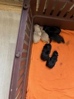 Chiapom Puppies for sale in Waycross, Georgia. price: $750