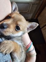 Chiapom Puppies for sale in Houghton Lake, Michigan. price: $600