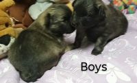 Chiapom Puppies for sale in Savanna, Illinois. price: $600