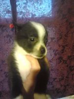 Chiapom Puppies for sale in Raleigh, NC, USA. price: NA