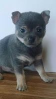 Chiapom Puppies for sale in Portland, OR, USA. price: NA