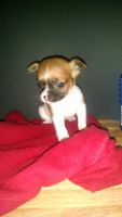 Chiapom Puppies for sale in Portland, OR, USA. price: NA