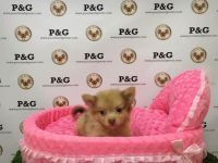 Chiapom Puppies for sale in Temple City, CA, USA. price: NA