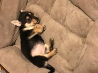Chiapom Puppies for sale in Charter Twp of Clinton, MI 48036, USA. price: NA