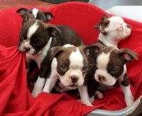 Chiapom Puppies for sale in Los Angeles, CA, USA. price: NA