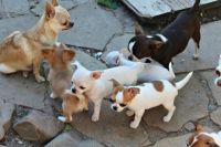 Chiapom Puppies Photos