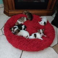 Chiapom Puppies for sale in Naples, FL, USA. price: NA
