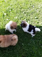 Chiapom Puppies for sale in Sandy Lake, PA, USA. price: NA