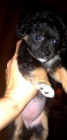 Chiapom Puppies for sale in Colusa, CA 95932, USA. price: NA